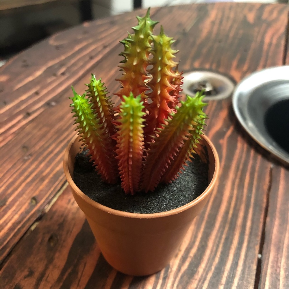 Decorative Fake Succulent Cactus Plant 🌱